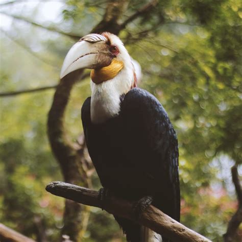 myanmar wildlife experiences   ethical  sustainable