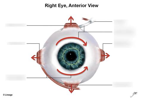 Eye Muscles Diagram | Quizlet