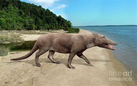 Pakicetus Whale Ancestor Photograph By Roman Uchytel Science Photo Library