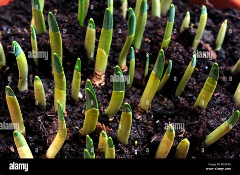 Snowdrops Galanthus Nivalis Stock Photo Alamy