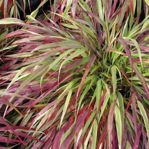 Hardy Ornamental Grasses Ornamental Grasses Avant Gardens Nursery