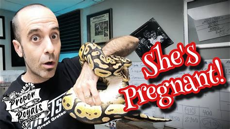 How To Tell If Your Ball Python Is Pregnant Gravid A Close Look Youtube