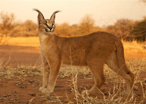 Caracal Cat Prices in 2024: Purchase Cost, Vet Bills, & Other Costs - A ...