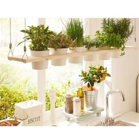 Plante Aromatice In Ghivece Mixt 6 Buc Pentru Interior Sau Gradina