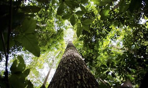 Brasil e Reino Unido anunciam aportes em projeto ambiental na Amazônia