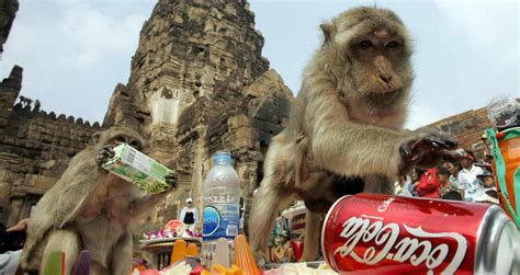 One-Of-A-Kind Scenes From Thailand's Monkey Buffet Festival