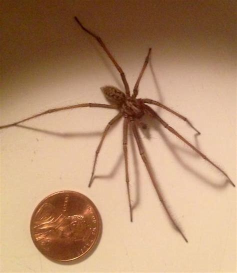 Hobo Or Giant House Spider Eratigena Duellica Bugguidenet