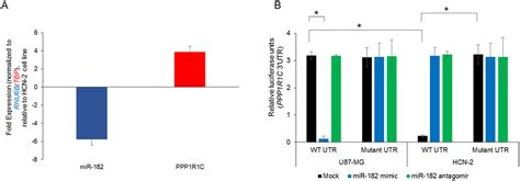 Ppp R C Is A Bona Fide Target Of Mir In The Glioblastoma Cell Line