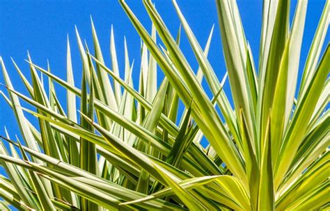 Yucca Filamentosa Ivory Towers Palmlelie