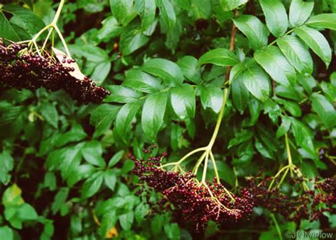 NameThatPlant.net: fruit of Elderberry species