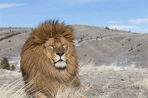 80 Lion De Latlas Photos Photos Taleaux Et Images Libre De Droits