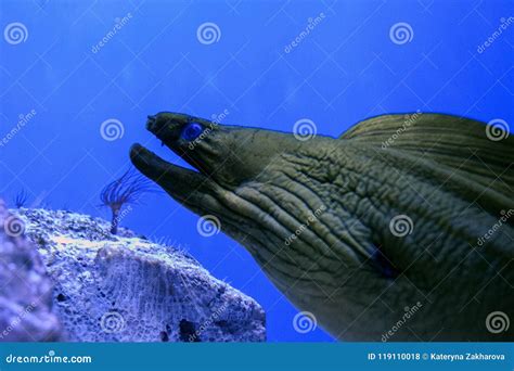 The Face of a Moray Eel with an Open Mouth with Teeth Stock Photo ...