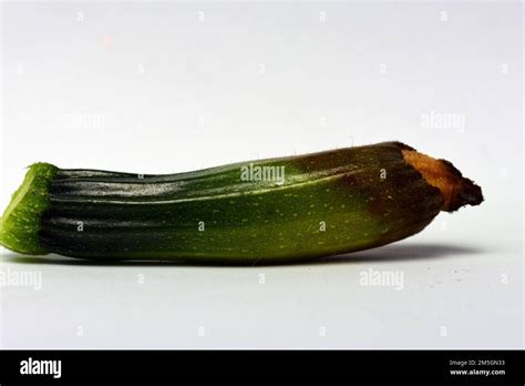 Courgette severely affected by Courgette blossom end rot Stock Photo - Alamy