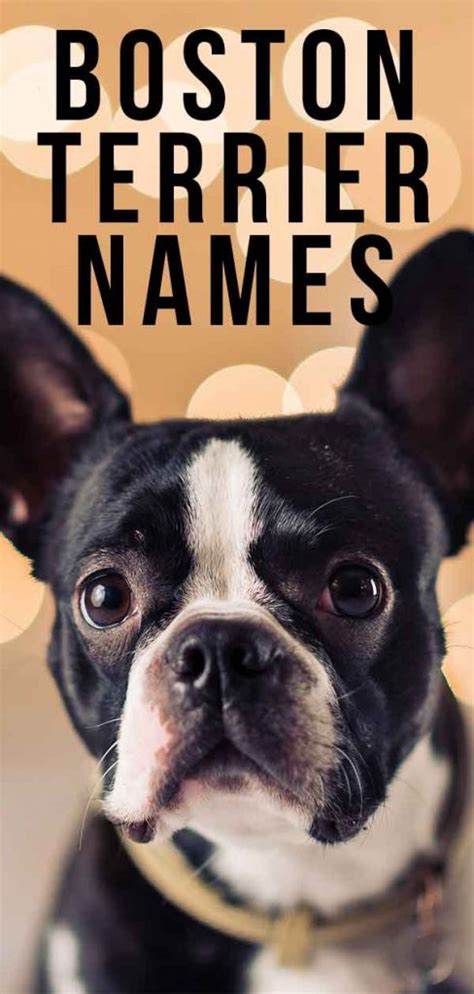 Boston Terrier Names - 350 Ideas To Suit Every Taste