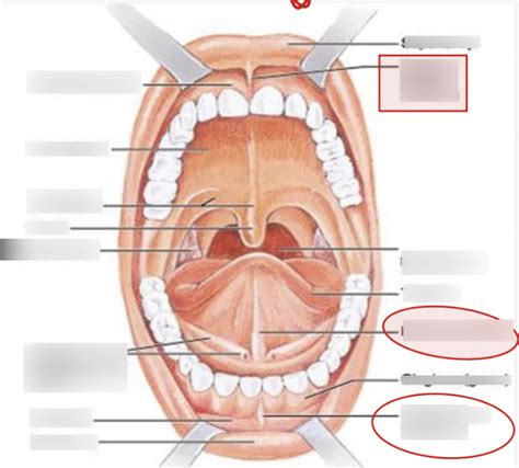 mouth diagram Diagram | Quizlet