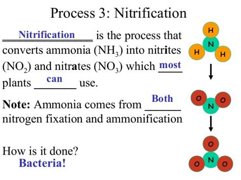 Nitrogen Cycle