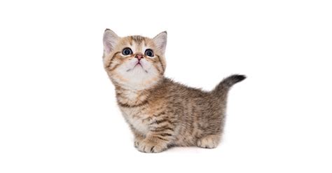 Munchkin Cat Breed Personality History Exercise Asda Money