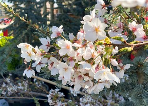 cherry-snow-fountain - Tree Top Nursery & Landscape Inc.