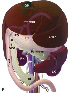 Pancreas | Veterian Key