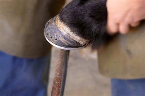 How Long Does It Take A Hoof Abscess To Heal? - Horses & Foals