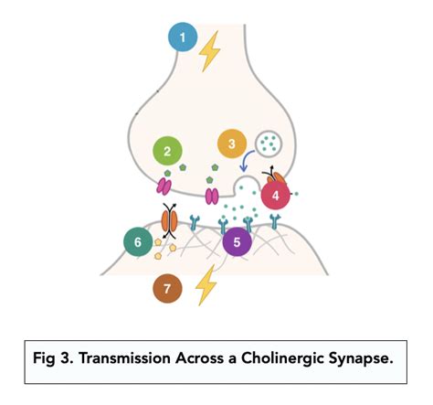 Synaptic Transmission (A-level Biology) - Study Mind