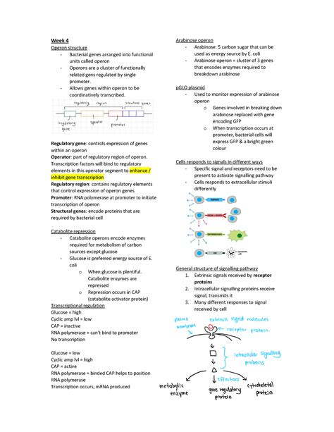 Mcb Theme Quiz 3 Notes Week 4 Operon Structure Bacterial Genes