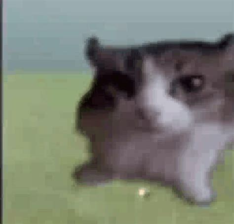 GIFs De Cat Tenor