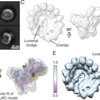 PDF Biochemical reconstitutions reveal principles of human γ TuRC