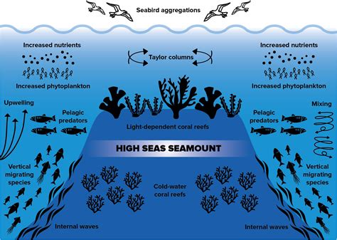frontiers coral reefs   high seas hidden biodiversity hotspots