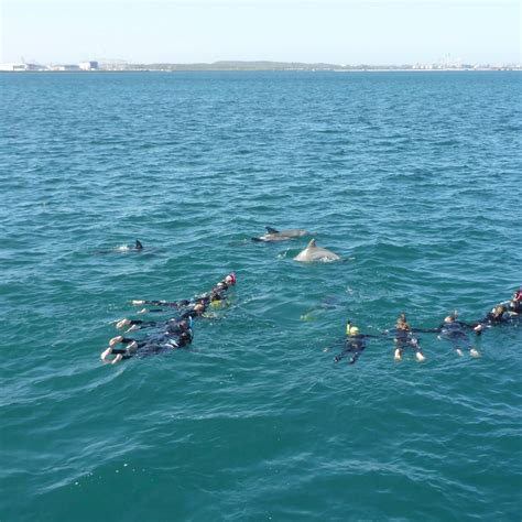 The Experience Of Swimming With Wild Dolphins Perth Australia Turuhi