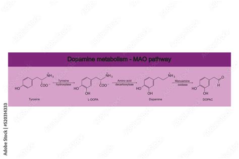 Dopamine Metabolism Mao Monoamine Oxidase Pathway Biotransformation