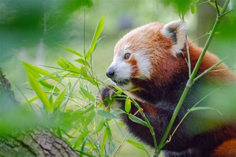 Panda Minore Immagine Foto E Immagini Stock Istock