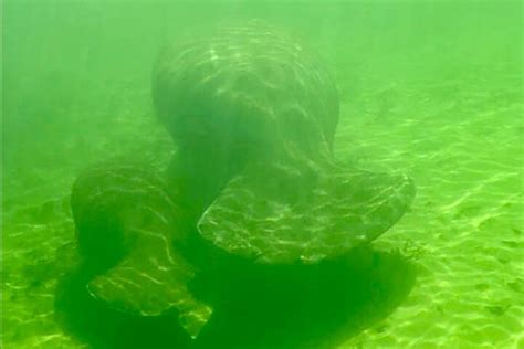 Get Up And Go Kayaking Weeki Wachee Spring Hill Lo Que Se Debe