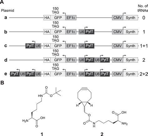 A Schematic Representation Of Plasmids Carrying Different Number Of