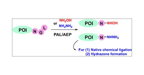 Asparaginyl Endopeptidase Mediated Protein C Terminal Hydrazinolysis