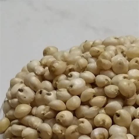 Seeds Hybrid Cattle Feed Sorghum Millet Cholam Packaging Size