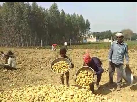 Farmers Potato Is Rs10 Per Kg Consumers Are Getting It For Rs20