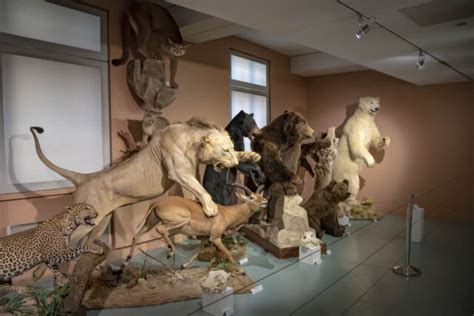 Tours Le muséum dHistoire naturelle et le musée du Compagnonnage