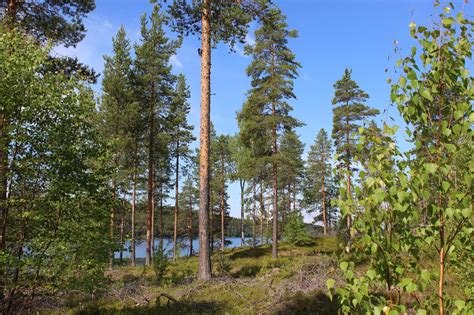 Land In Sweden For Sale Lycksele Västerbotten Sweden Estates