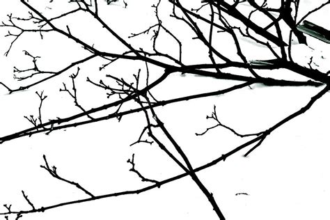 Uninterrupted Journey Photograph by Ira Shander - Fine Art America