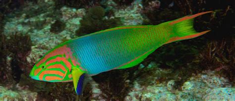 Lunar Wrasse