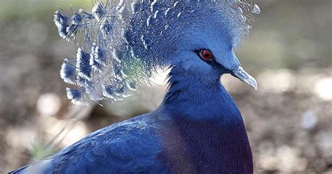 Micro Post Victoria Crowned Pigeon Myrokan