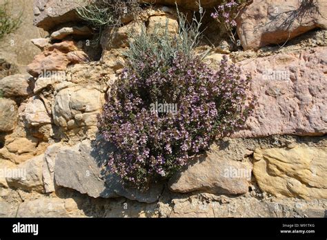 Flowers of thyme Stock Photo - Alamy