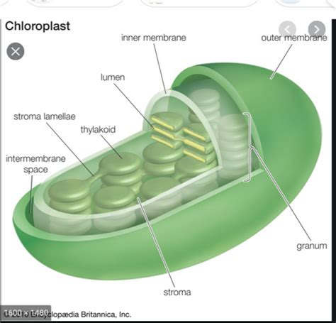 Chloroplast Flashcards Quizlet