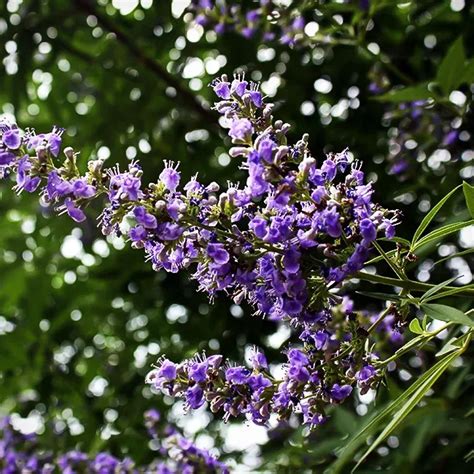 Shoal Creek Chaste Tree For Sale Online The Tree Center