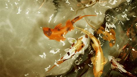 Hd Koi Fish Wallpaper 54 Images