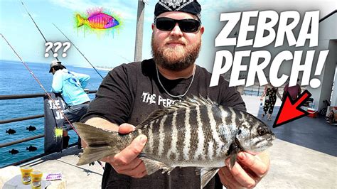 How To Catch Zebra Perch Catch Clean Cook Crazy Fishing Method Youtube