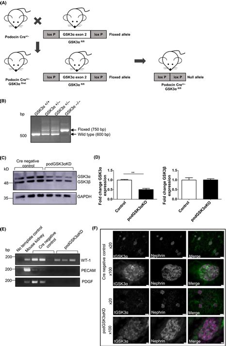 Generation Of Podocyte‐specific Gsk3α Knockdown Mice A Breeding