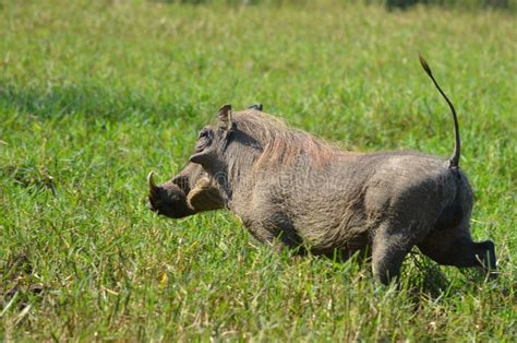 Funzionamento Di Facocero Africanus Del Phacochoerus Fotografia Stock