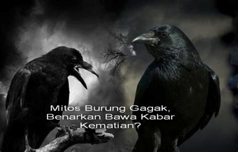 Mitos Suara Burung Gagak Malam Hari Benarkan Bawa Kabar Kematian